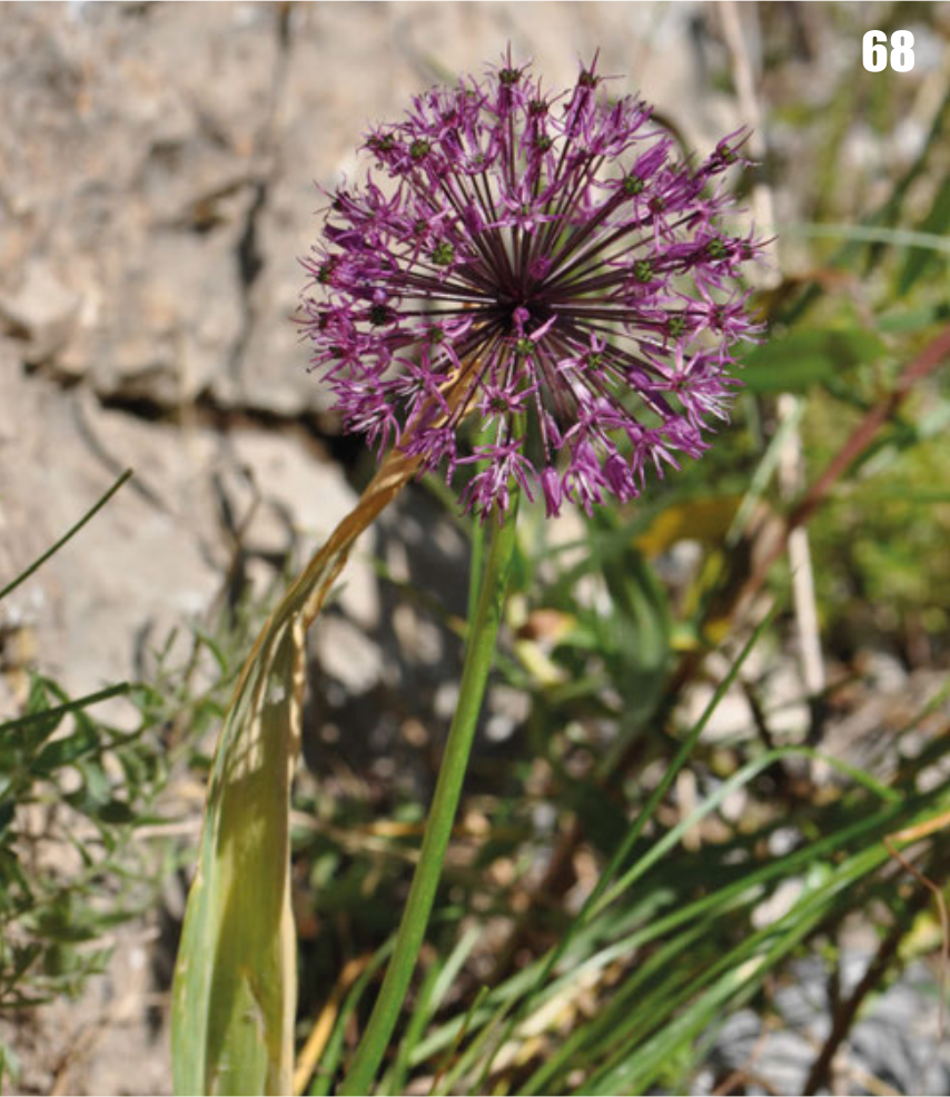 Allium sarawschanicum: in Tajikistan.