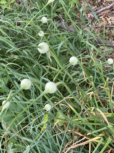 Garlic (Allium sativum)