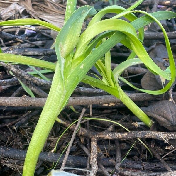 Garlic (Allium sativum)