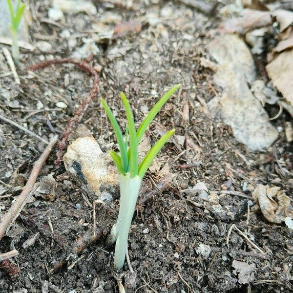 Garlic (Allium sativum)