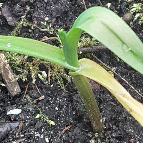 Garlic (Allium sativum)