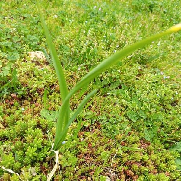 Garlic (Allium sativum)
