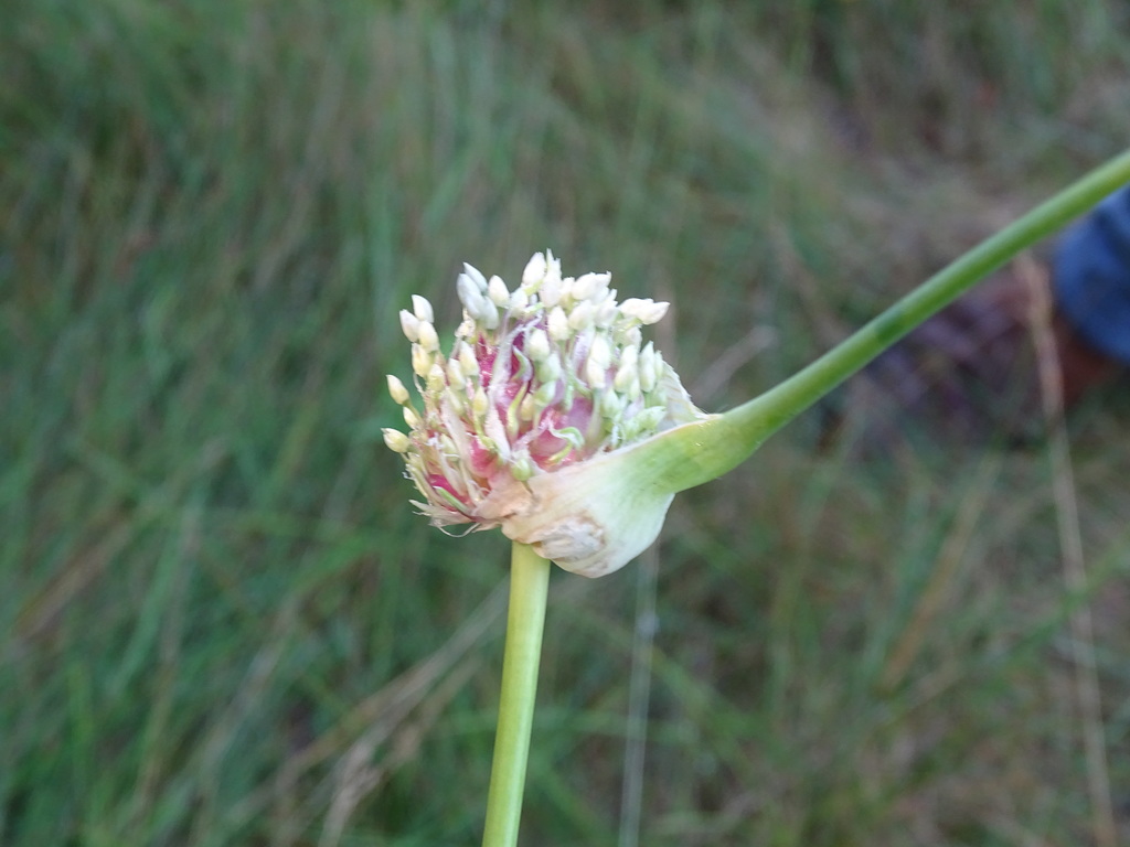 Garlic (Allium sativum)