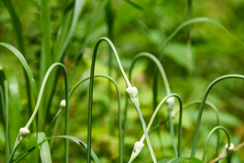 Garlic (Allium sativum)