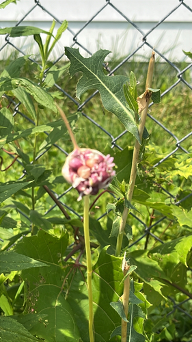 Garlic (Allium sativum)