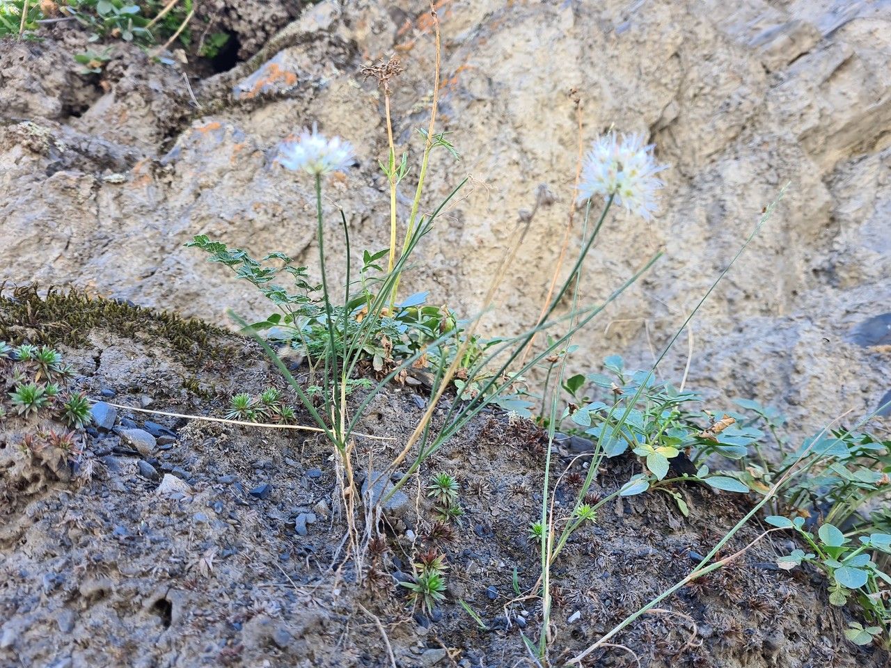 Allium saxatile (Allium saxatile)