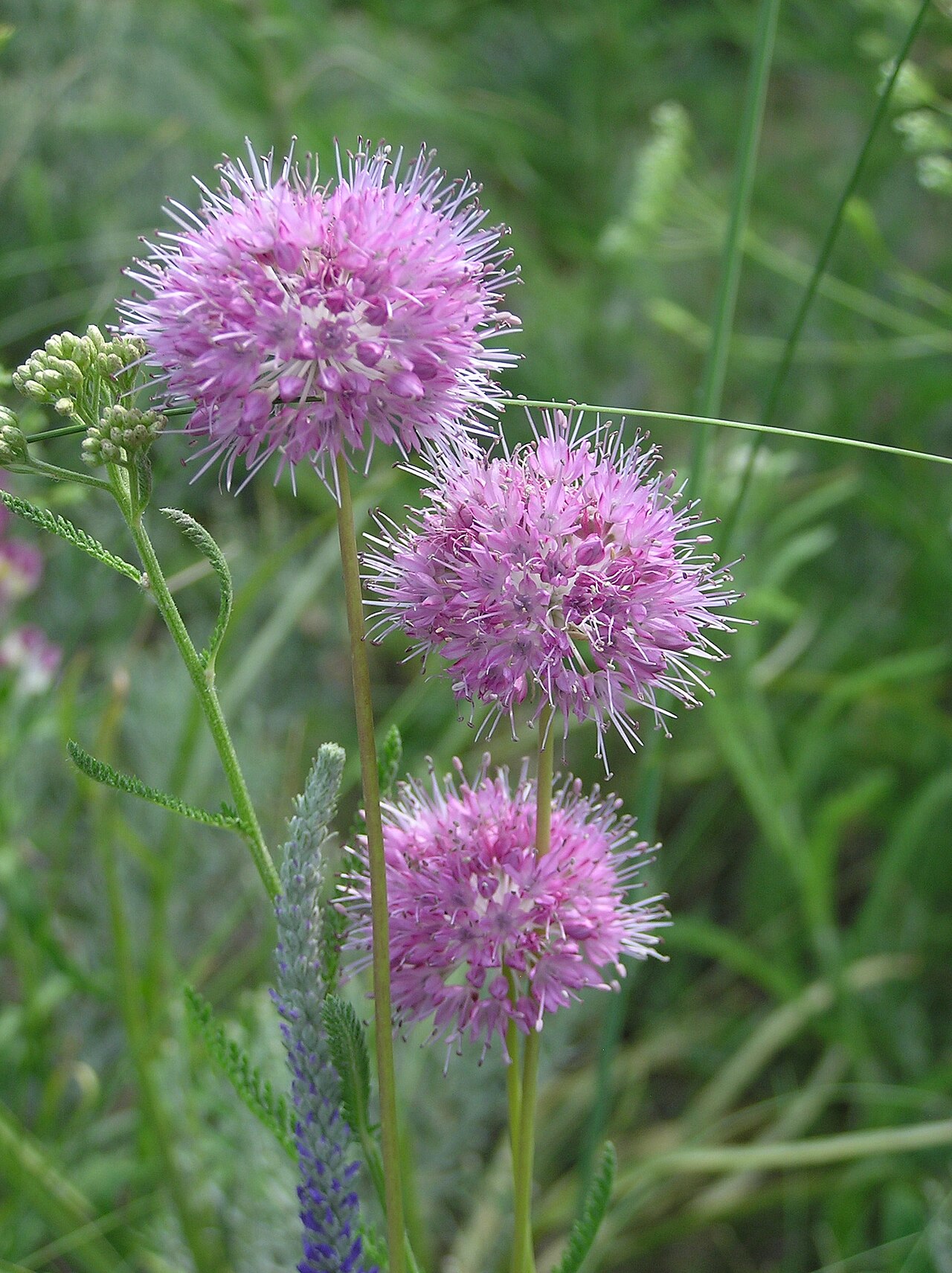 Allium saxatile: Allium globosum M. Bieb. ex Redoute (syn.: Allium dshungaricum Vved). Habitat: dry slope with sandy soil. Vicinity of Saratov city, Russia.