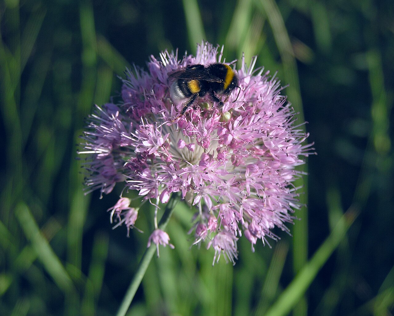 Allium saxatile: Allium globosum M. Bieb. ex Redoute (syn.: Allium dshungaricum Vved). Vicinity of Saratov city, Russia.