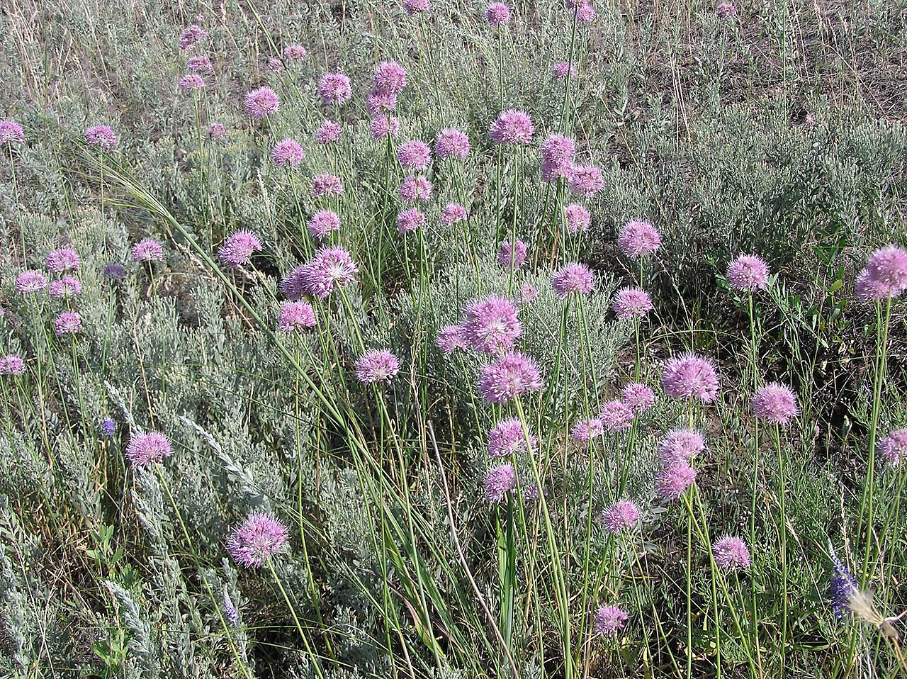 Allium saxatile: Allium globosum = Allium saxatile M. Bieb. ex Redoute (syn.: Allium dshungaricum Vved). Habitat: dry slope with sandy soil. Vicinity of Saratov city, Russia.