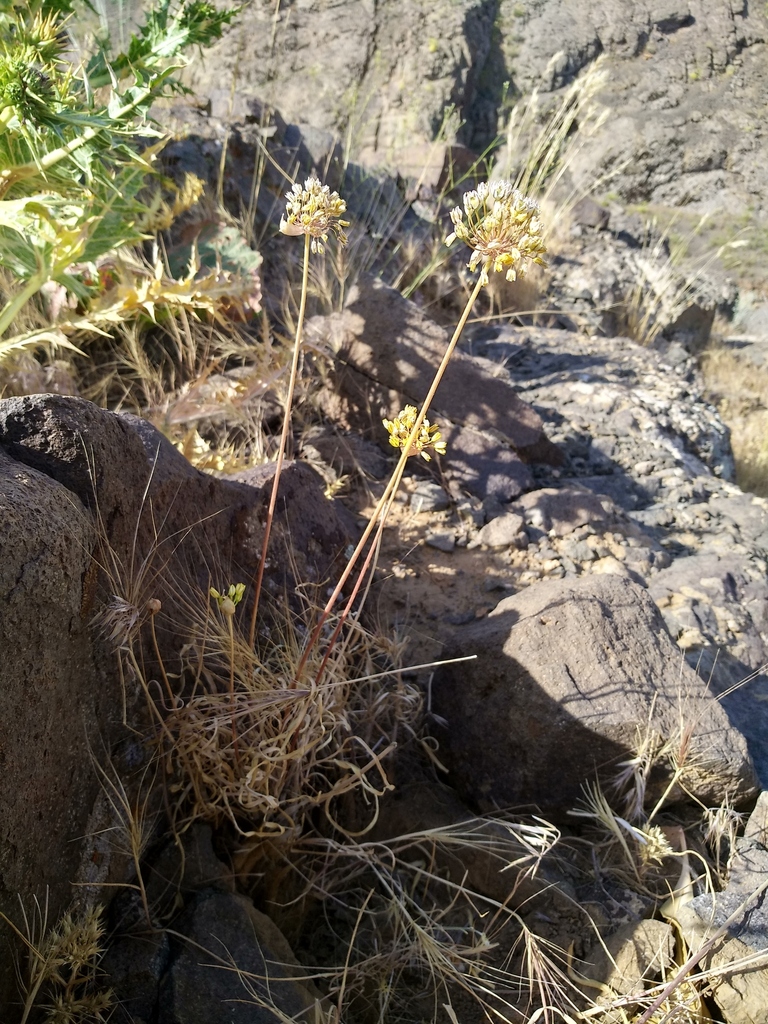 Allium scabriscapum (Allium scabriscapum)