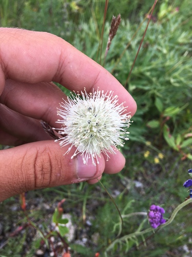 Allium schischkinii (Allium schischkinii)
