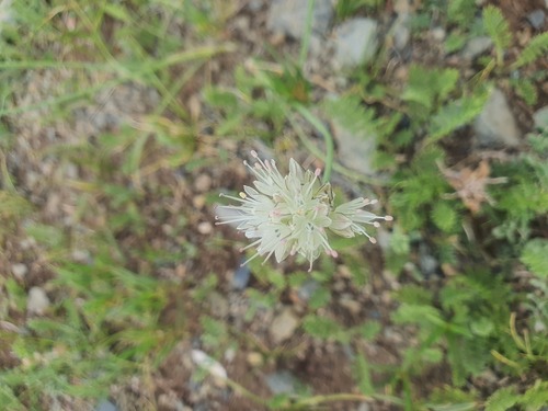 Allium schischkinii (Allium schischkinii)