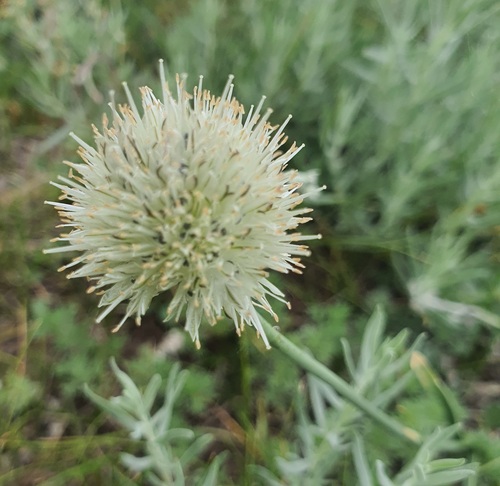 Allium schischkinii (Allium schischkinii)