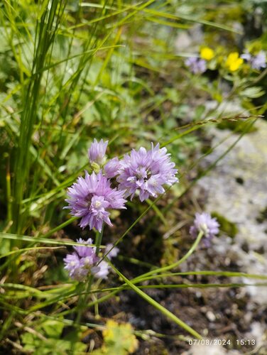 Allium schoenoprasoides (Allium schoenoprasoides)