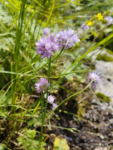 Allium schoenoprasoides (Allium schoenoprasoides)