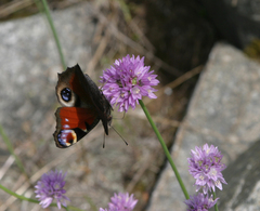 Allium schoenoprasoides (Allium schoenoprasoides)