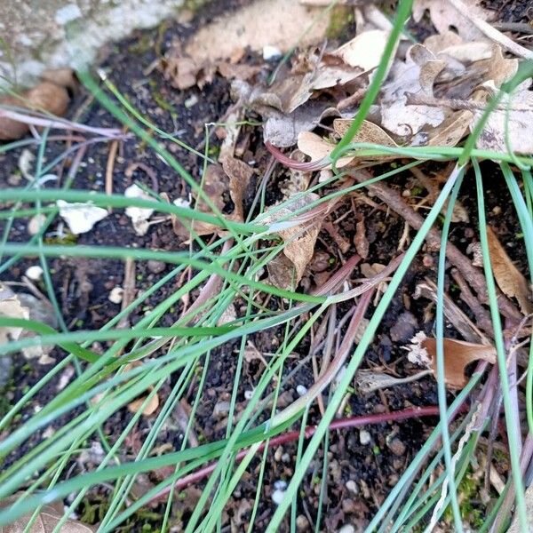 Chives (Allium schoenoprasum)