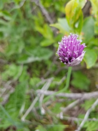 Chives (Allium schoenoprasum)