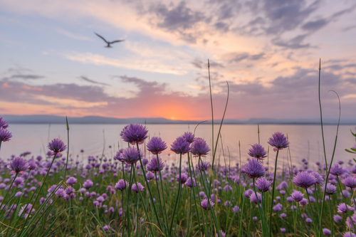 Chives (Allium schoenoprasum)