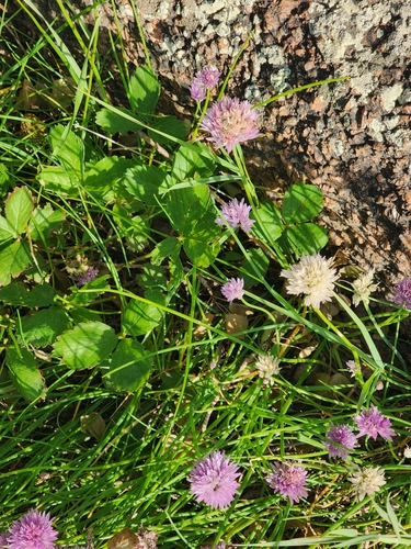 Chives (Allium schoenoprasum)