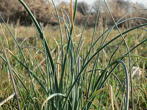 Chives: Schnittlauch ( Allium schoenoprasum ) im Naturschutzgebiet Bachwiesen/Leopoldswiesen