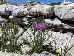 Chives
