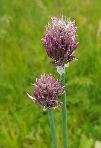 Chives (Allium schoenoprasum)