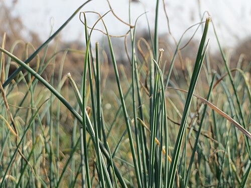 Chives: Schnittlauch ( Allium schoenoprasum ) im Naturschutzgebiet Bachwiesen/Leopoldswiesen