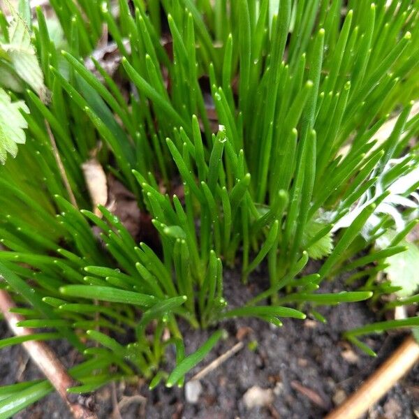Chives (Allium schoenoprasum)