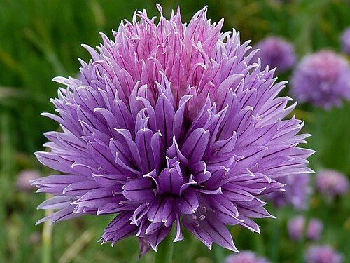 Chives: Allium schoenoprasum, in a garden in Belgium.