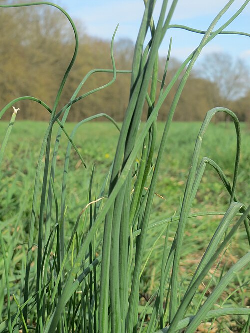 Chives: Schnittlauch ( Allium schoenoprasum ) in der Schwetzinger Hardt