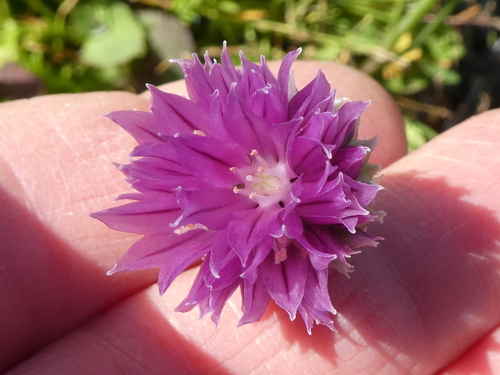 Chives (Allium schoenoprasum)