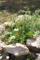 Tumbleweed onion (Allium schubertii)
