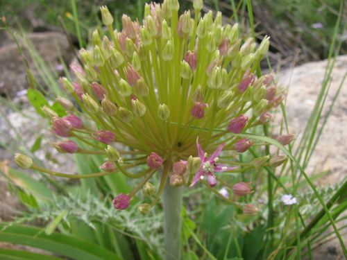 Tumbleweed onion (Allium schubertii)