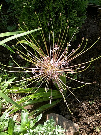 Tumbleweed onion: Allium Schubertii