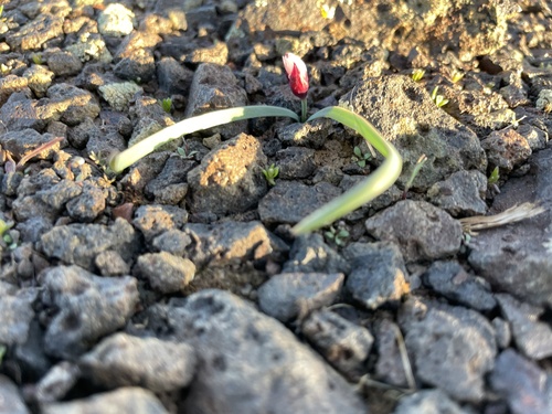Fragile onion (Allium scilloides)