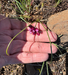 Fragile onion (Allium scilloides)