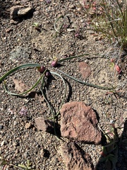 Fragile onion (Allium scilloides)
