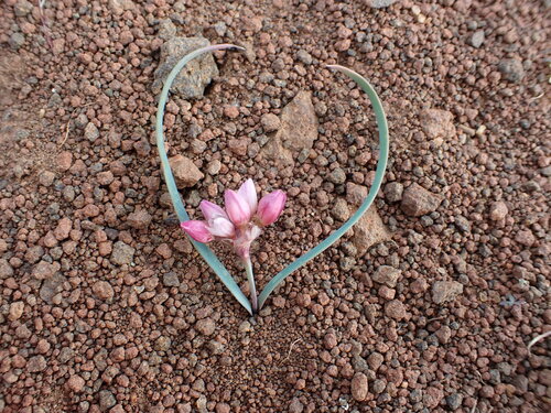 Fragile onion (Allium scilloides)