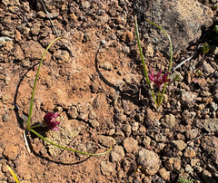 Fragile onion (Allium scilloides)