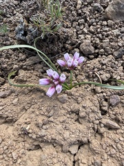 Fragile onion (Allium scilloides)