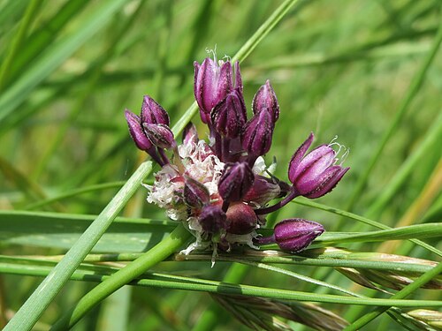 Sand leek: Schlangen-Lauch ( Allium scorodoprasum ) im Naturschutzgebiet Schwetzinger Wiesen-Riedwiesen