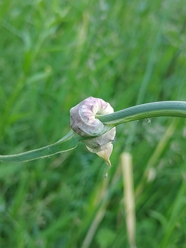 Sand leek (Allium scorodoprasum)