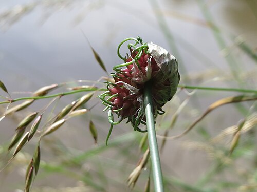 Sand leek: Schlangen-Lauch ( Allium scorodoprasum ) an der Saar in Saarbrücken