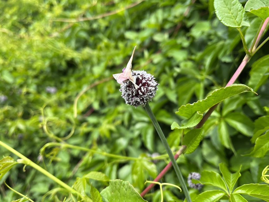 Sand leek (Allium scorodoprasum)