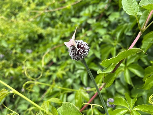Sand leek (Allium scorodoprasum)