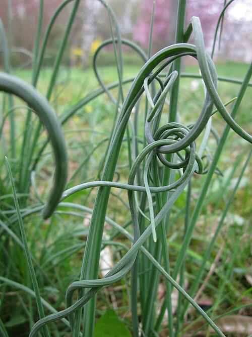 Sand leek: Schlangen-Lauch ( Allium scorodoprasum ) im Bürgerpark Saarbrücken