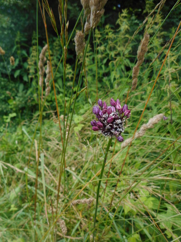 Sand leek (Allium scorodoprasum)