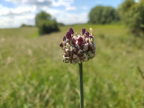 Sand leek (Allium scorodoprasum)