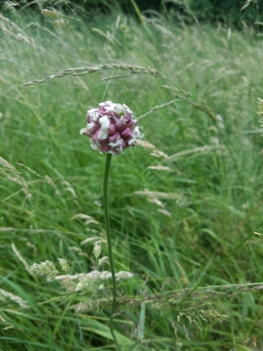 Sand leek (Allium scorodoprasum)